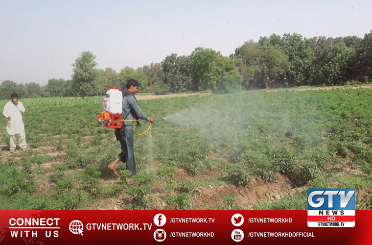 Pakistan becomes locust free country due to effective govt measures: NA told