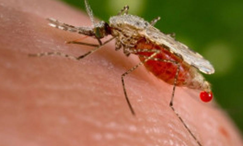 Malaria claim ‘six’ lives in Mirpur Khas