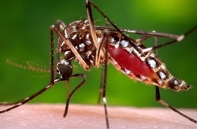 Cases of dengue continue to climb in Islamabad