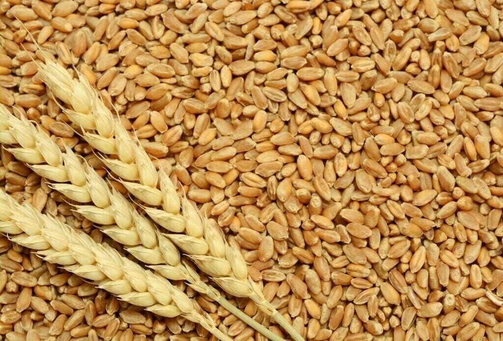 Citizen moves LHC for probe into wheat scandal