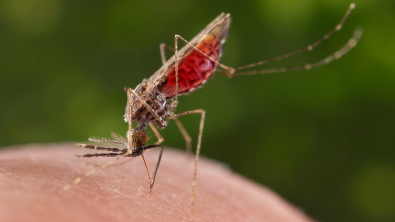 Sindh screens almost 4 million people for malaria ; 555000 were infected with malaria