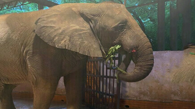 Karachi zoo’s lonely elephant Madhubala set to leave?