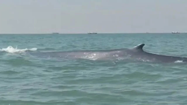 Watch: Rare whale spotted kilometres from Gwadar