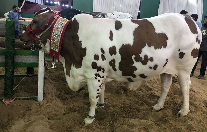 Karachi ready to host Asia’s biggest cattle market