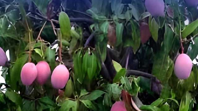 World’s most expensive ‘Miyazaki’ Mango successfully grown in Karachi