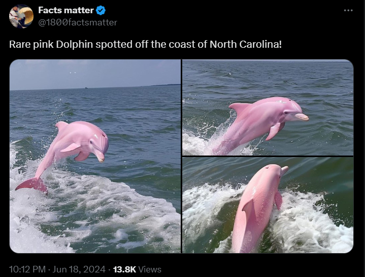 Rare pink dolphin spotted in USA