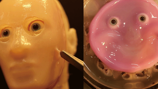 Watch: Scientists create smiling robot face from living human skin