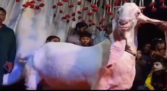 “Badshah” up for sale for Rs3 million