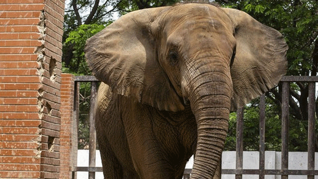 Elephant Madhubala to reunite with sister at Safari Park