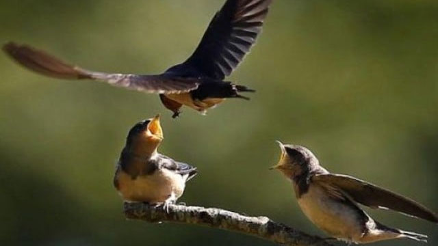 Do you know why bird species declining rapidly across the world?