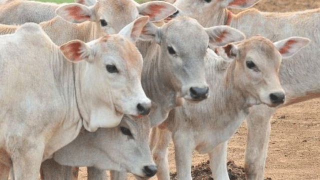 Calling cows ‘stray’ banned in India