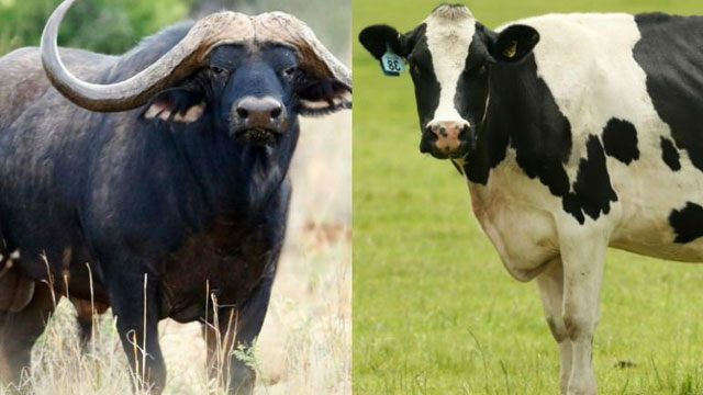 Which one is better, cow milk or buffalo milk?