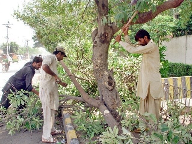 FIR registered for tree cutting near PIDC