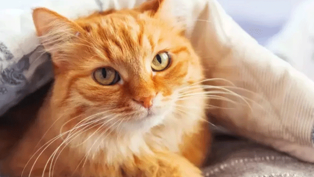 Why are cats orange sometimes?