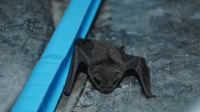 Why can’t bats walk despite having legs?