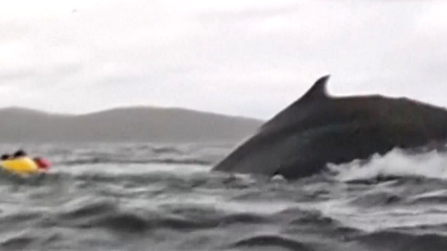 Viral Video: Kayaker swallowed by Humpback whale