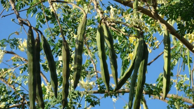 This miracle tree can eliminate many cancers