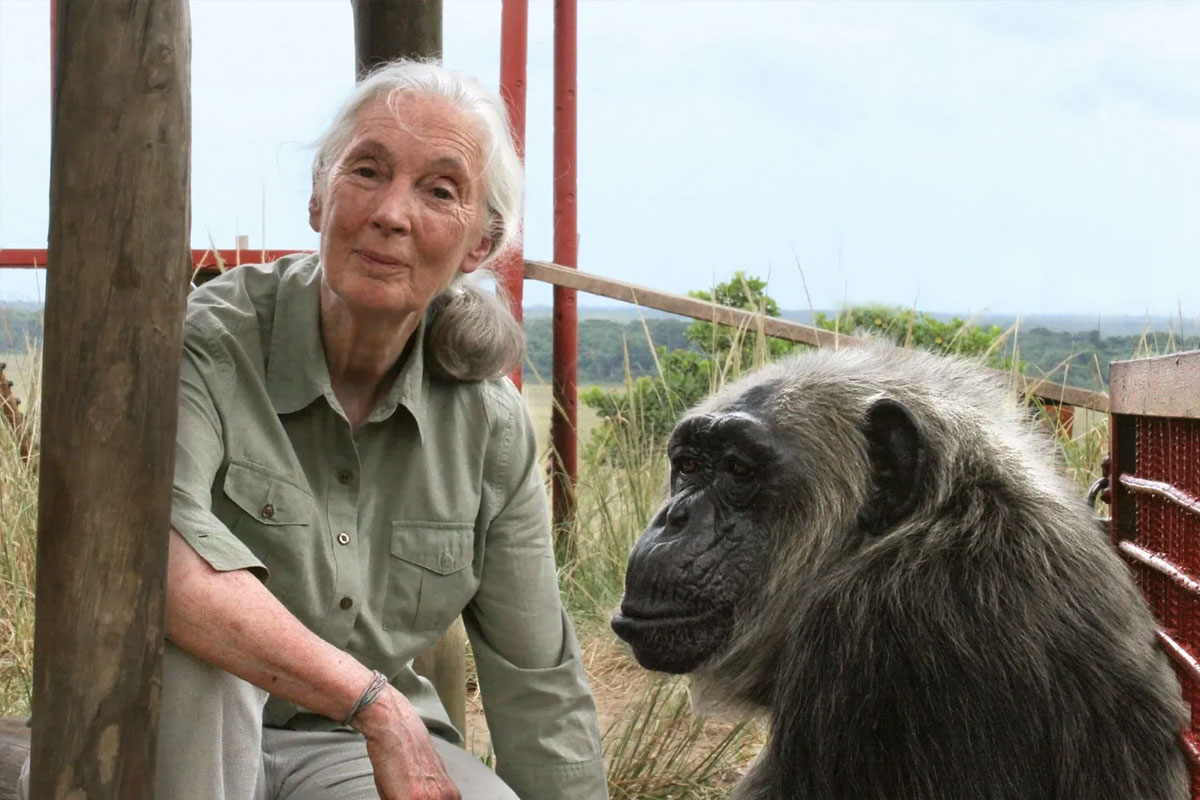 Who is Jane Goodall? Biography, Net Worth & Wiki