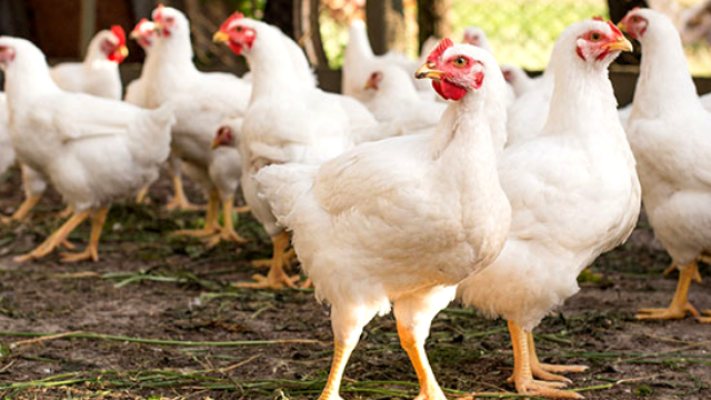 Chicken prices in Lahore today – Check latest rates here