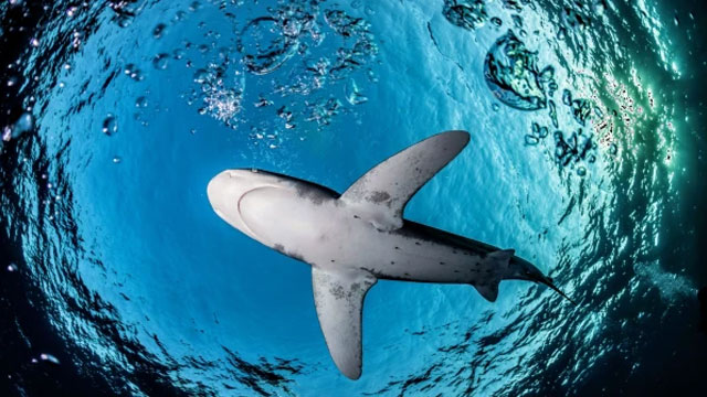 Sharks now facing extinction