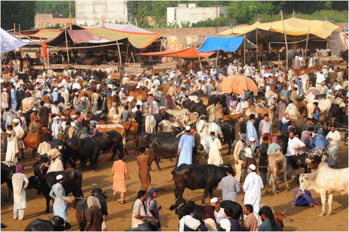 Eid al Adha 2025 – When is Eid ul Adha 2025 in Pakistan?