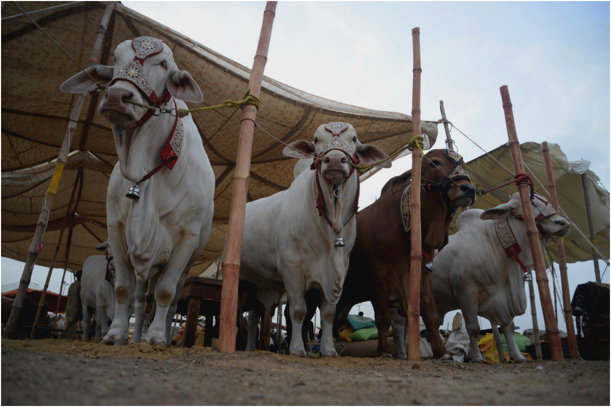 Eidul Adha 2025: Asia’s Largest Cattle Market Set Up at Karachi Northern Bypass – Check more details