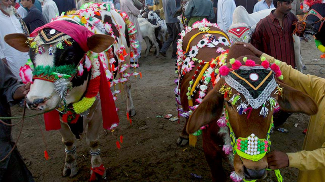When is Eid ul-Adha 2025 in Pakistan? Date & Expected Holidays Revealed!
