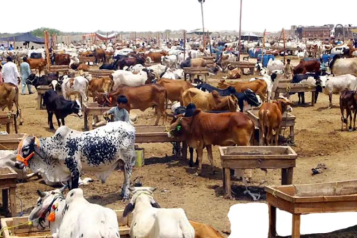 Mayor Karachi inaugurates biggest Northern Bypass Cattle Market