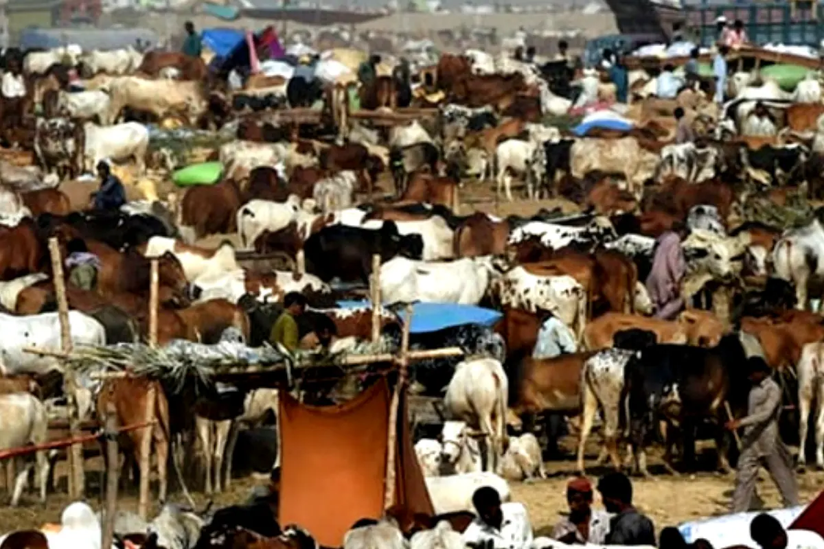 Eid-ul Azha 2025: Karachi Maweshi Mandi schedule and opening date