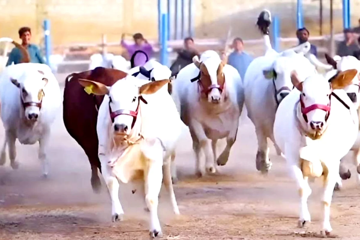 Maweshi Mandi 2025: Karachi’s best markets, eid dates & qurbani rates