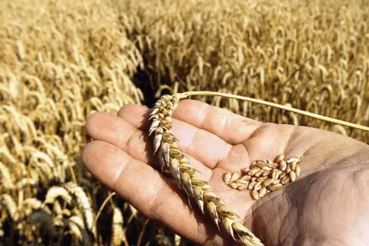 Punjab Launches CM Wheat Support Program 2025: Eligibility, Benefits & Apply