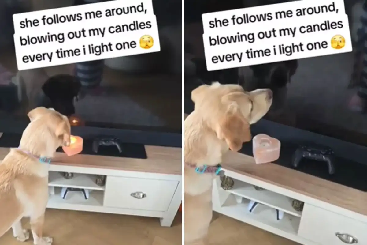 Welsh Labrador Puppy’s “Fire Safety” Act Goes Viral