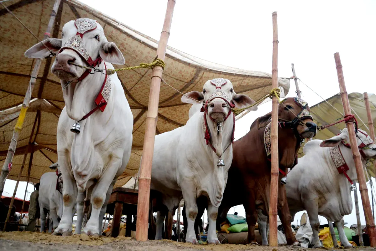 Rawalpindi opens new 12 animal markets for Eid-ul-Adha 2025 – Check location here