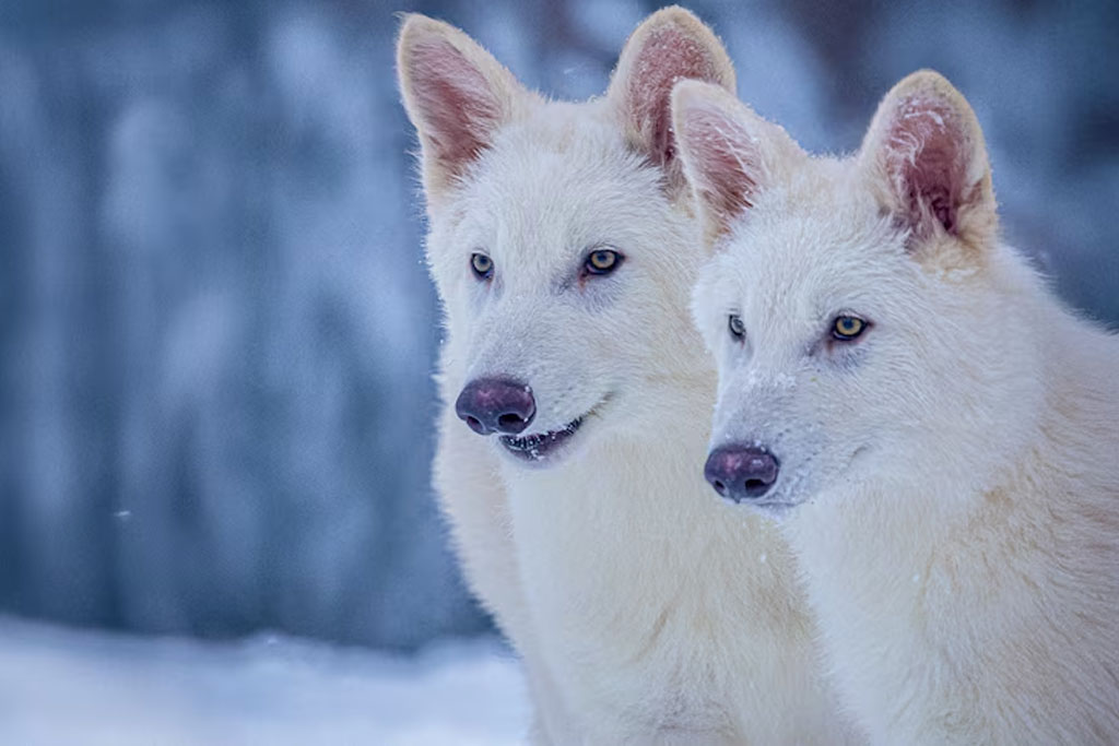 Scientists’ claim of dire wolves’ de-extinction questioned