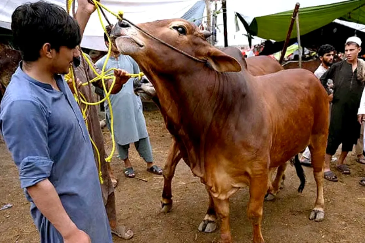 Sindh govt SOPs released on Eid ul Adha 2025