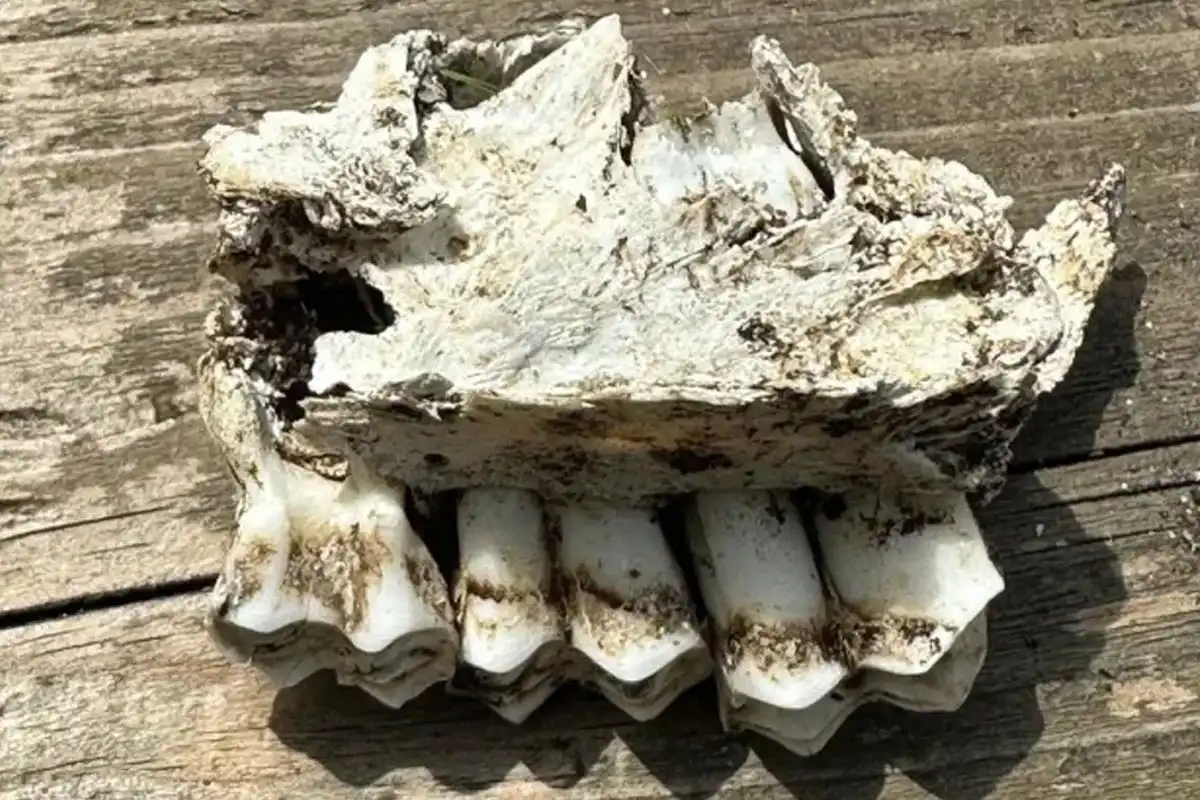 Mysterious Skull Found in North London Garden – Experts Baffled