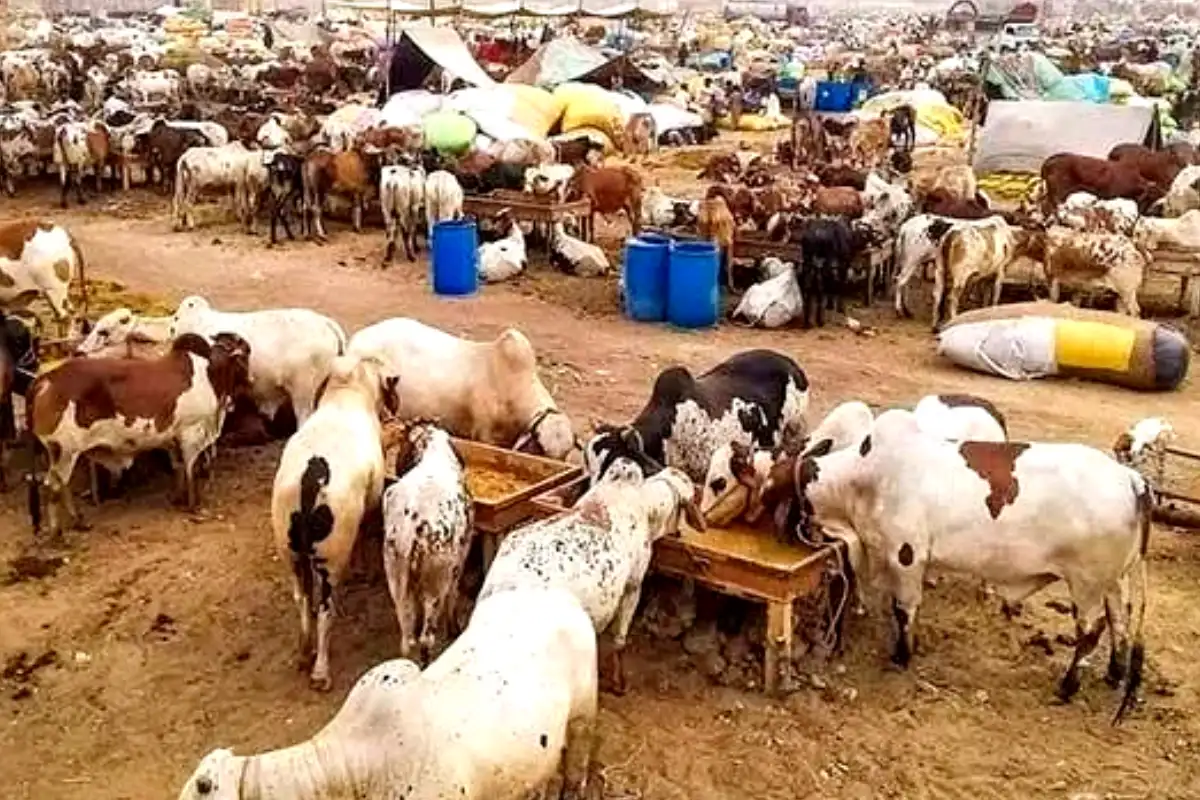 Karachi’s Northern Bypass Cattle Market Now Open for Eid ul-Adha 2025