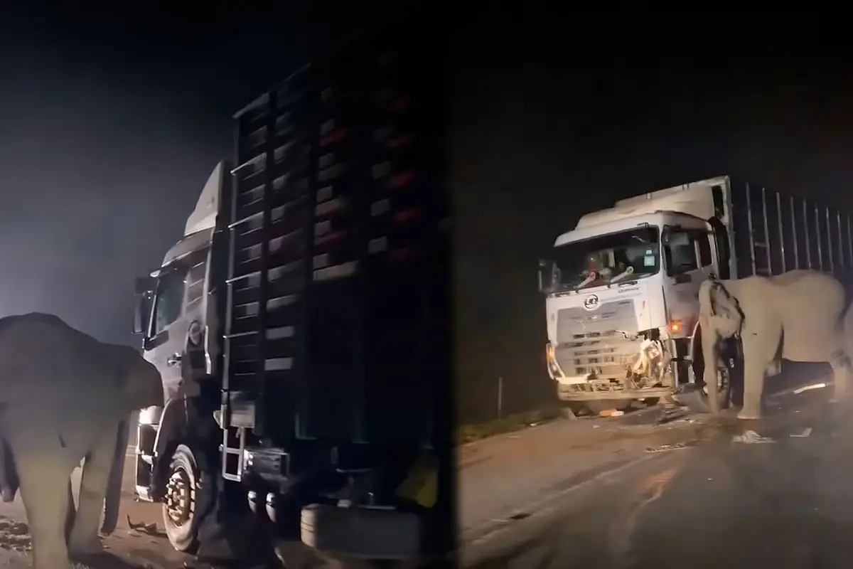 Tragic Incident: Mother Elephant Tries to Save Her Calf Killed by Truck in Malaysia