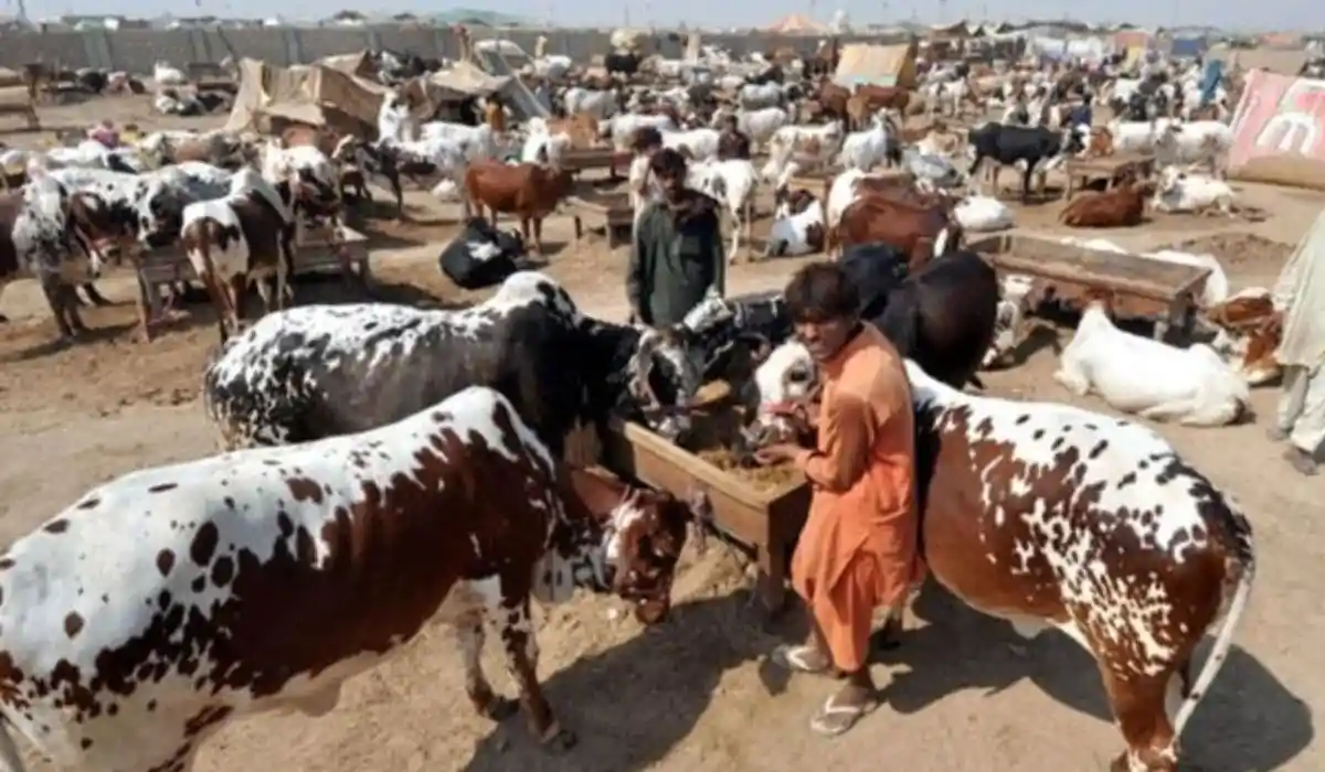 SBP Launches ‘Go Cashless’ Campaign in Cattle Markets Ahead of Eid-ul-Adha 2025