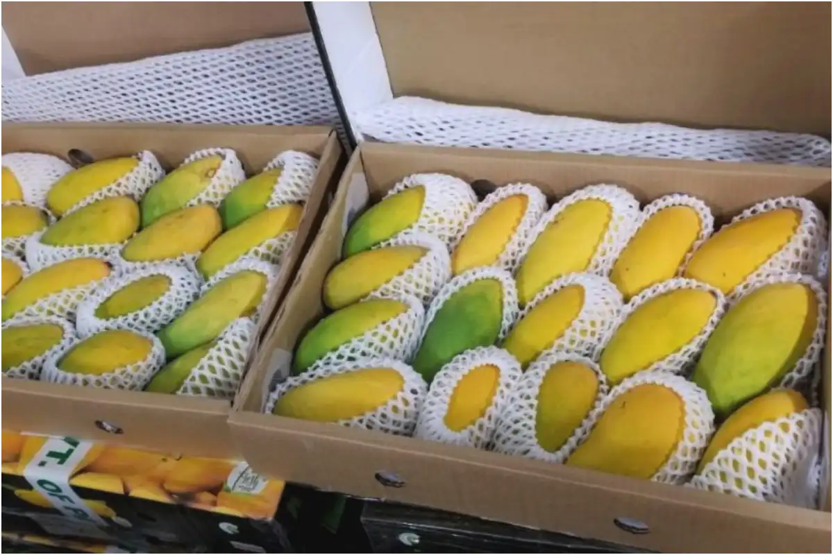 US Rejects Indian Mango Shipments Worth $500,000 Over Documentation Issues