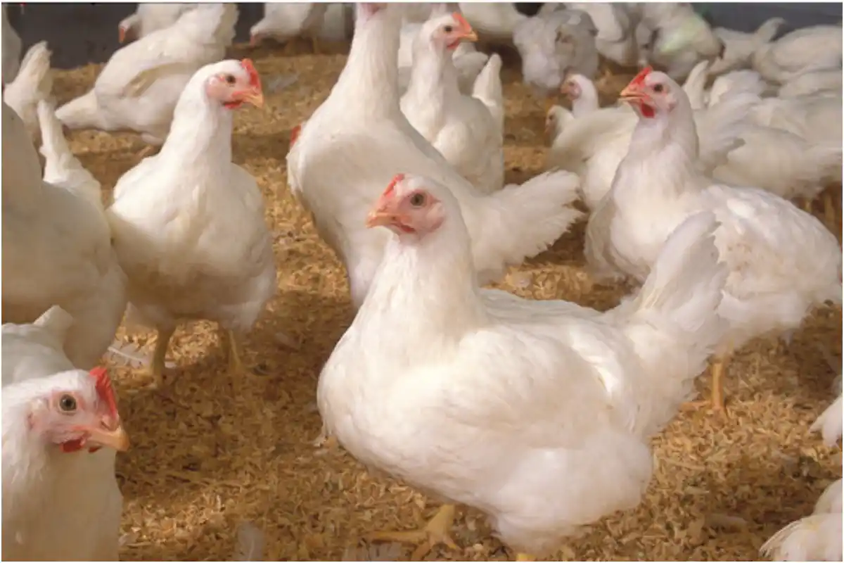 Chicken Prices Soar in Islamabad and Rawalpindi – May 2025
