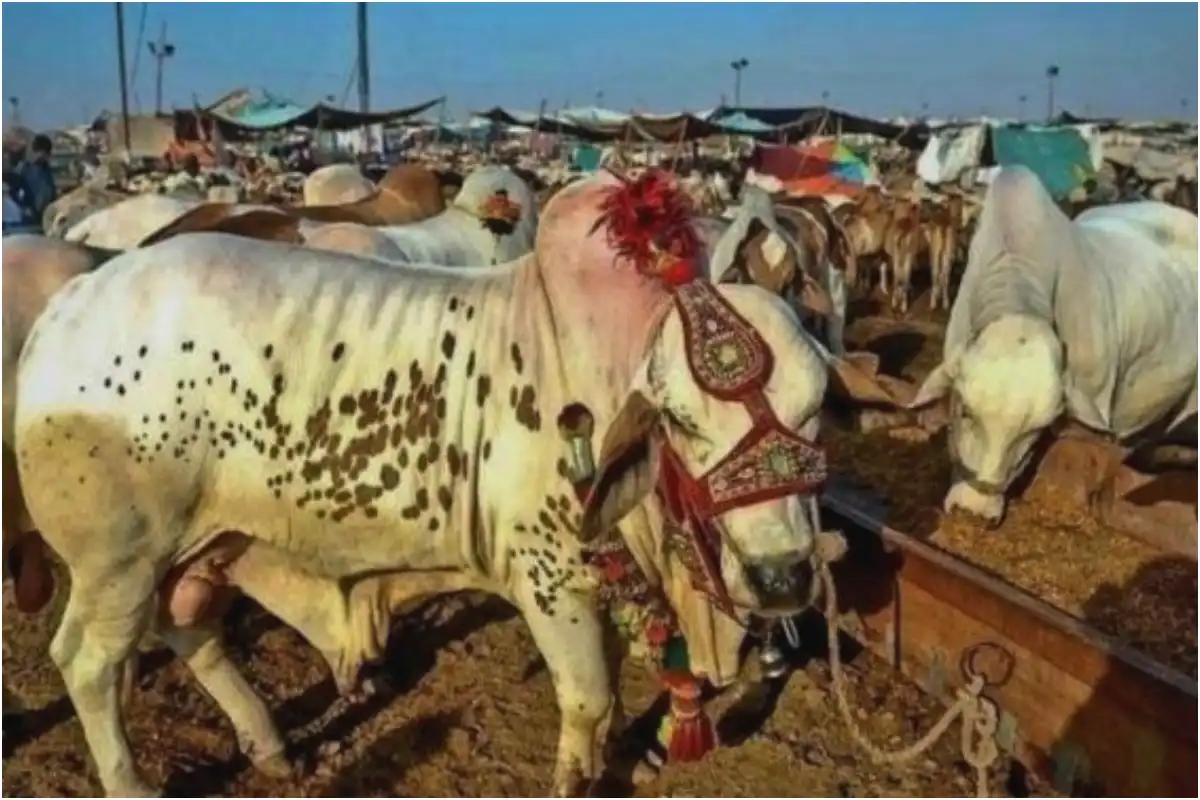 Eidul Azha 2025: Prices of Cows & Bulls Surge in Cattle Markets