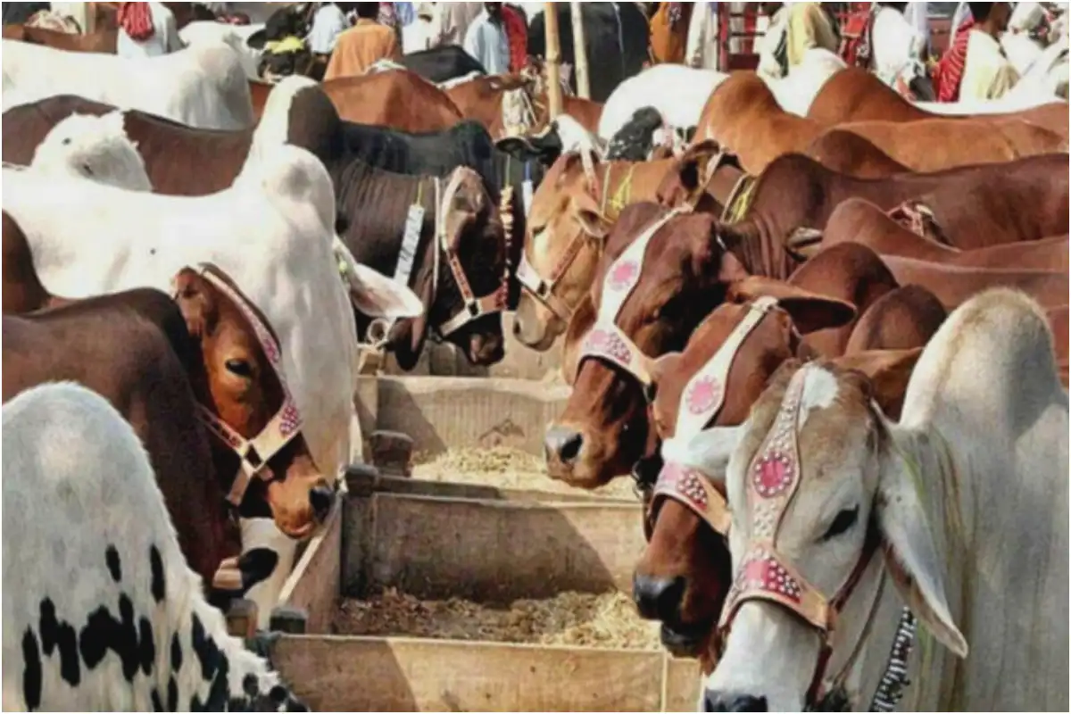 Sacrificial Animal Prices Drop After Influx Ahead of Eid-ul-Adha