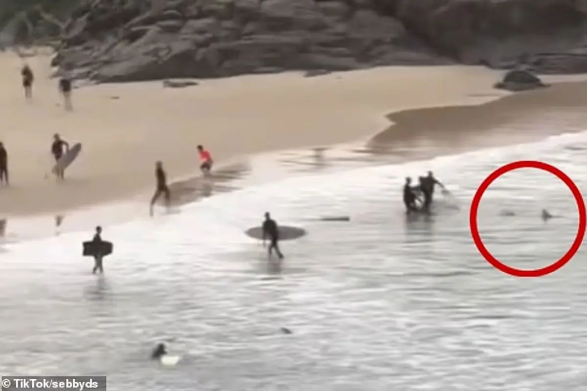 Hero Punches Shark to Save Teen at Cabarita Beach: Shocking Attack Leaves 16-Year-Old Seriously Injured