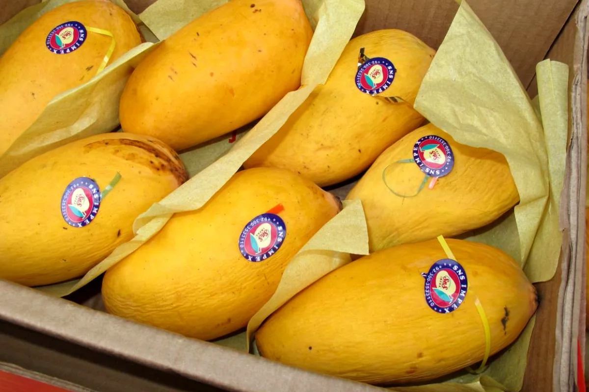 Farmers advised to use easy steps to protect mango crops