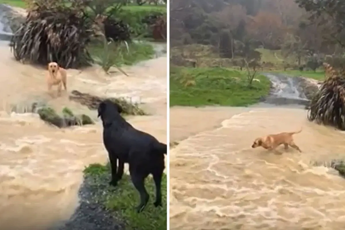 Dog Trapped by Flooded Road – Brave Labrador Helps His Friend Escape Flood in Viral TikTok Video