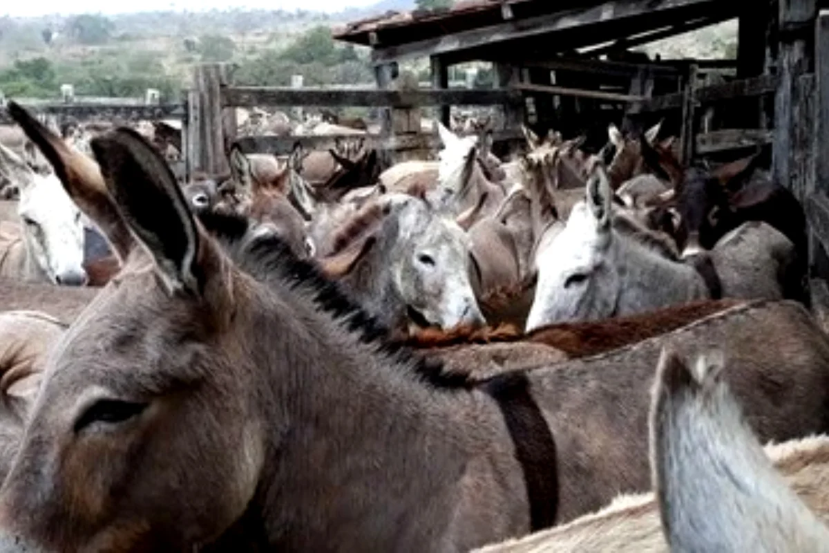 How to identify donkey meat? Here’s a complete details