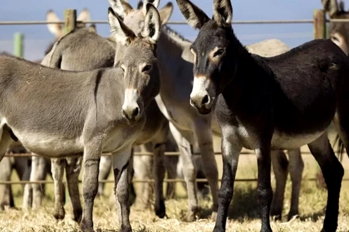 China-based firms want licenses to export donkey meat from Pakistan