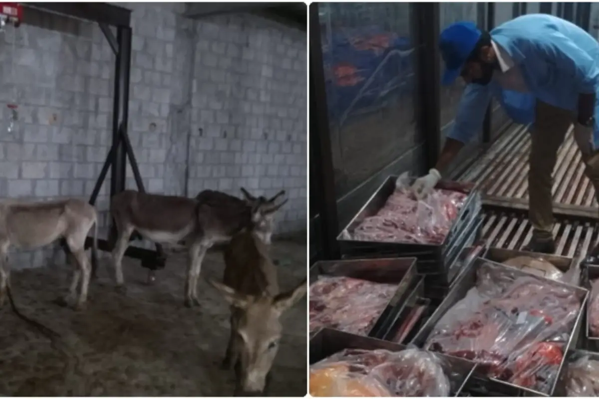Donkey Meat Sale Busted in Tarnol Area, Islamabad