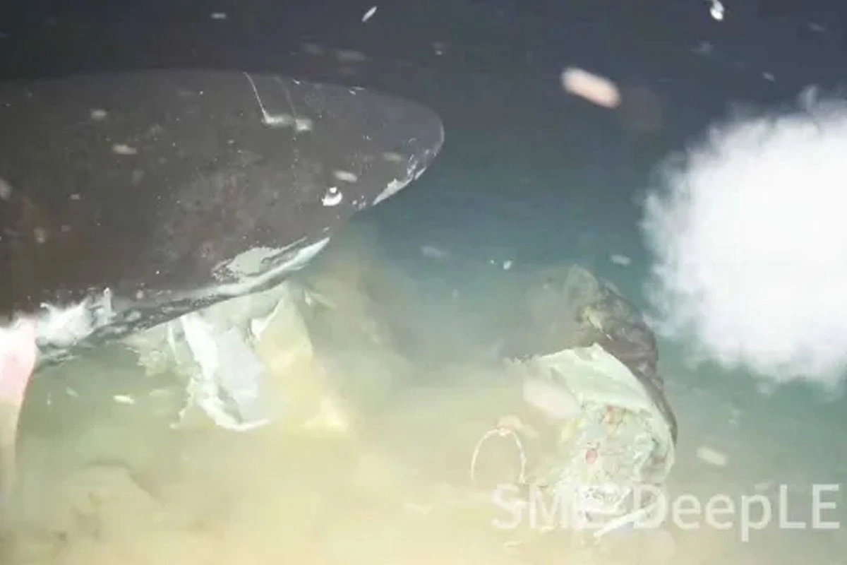 Rare Video Shows Giant Pacific Sleeper Sharks Feeding on Cow Carcass in South China Sea